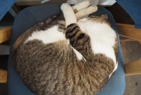 ウミネコ商店の写真・動画_image_490422