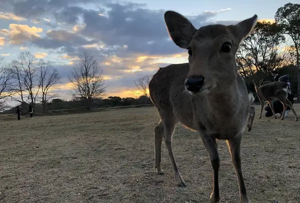 奈良公園の写真・動画_image_490790