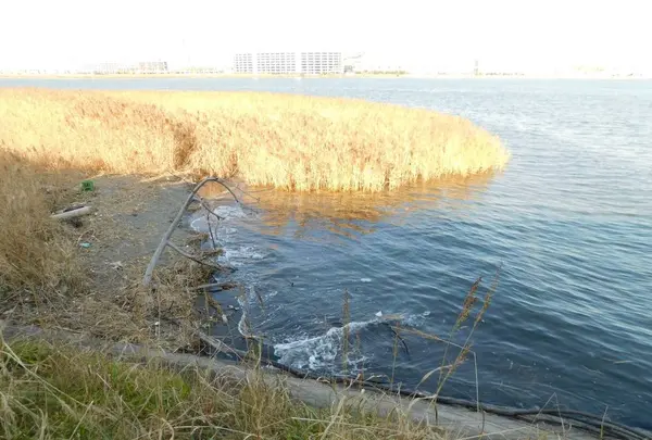 羽田の渡しの写真・動画_image_491693