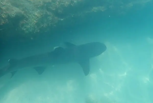 小笠原村の写真・動画_image_494994