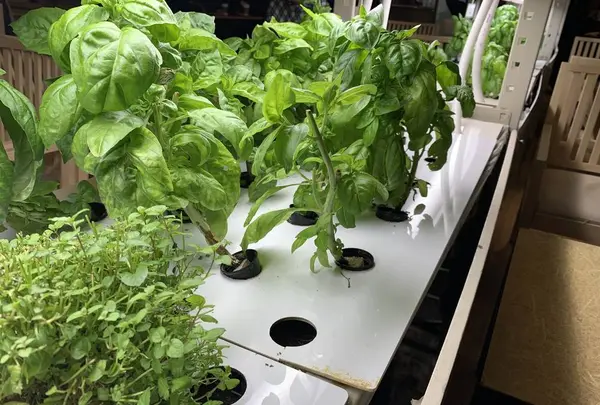 Brook's grean cafeの写真・動画_image_499486