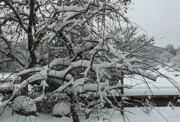 田部家土蔵群の写真・動画_image_502175