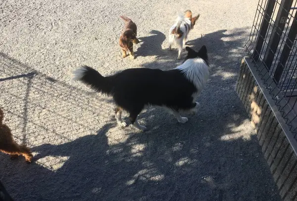 世界の名犬牧場の写真・動画_image_505185