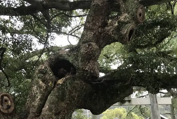 宮地嶽神社の写真・動画_image_505889