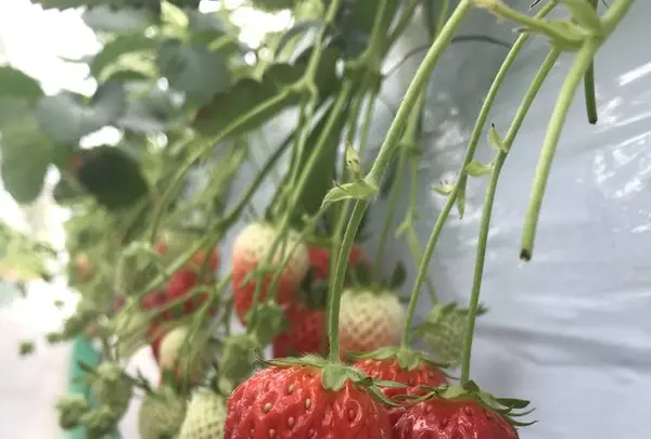 石和いちご館青柳の写真・動画_image_507964