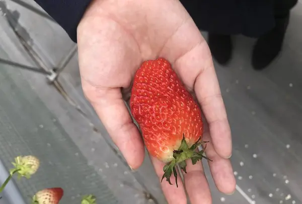 石和いちご館青柳の写真・動画_image_507965