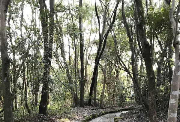 万博記念公園の写真・動画_image_512728