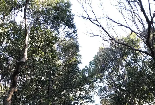 万博記念公園の写真・動画_image_512729