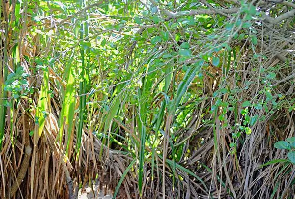 三角点の写真・動画_image_513396