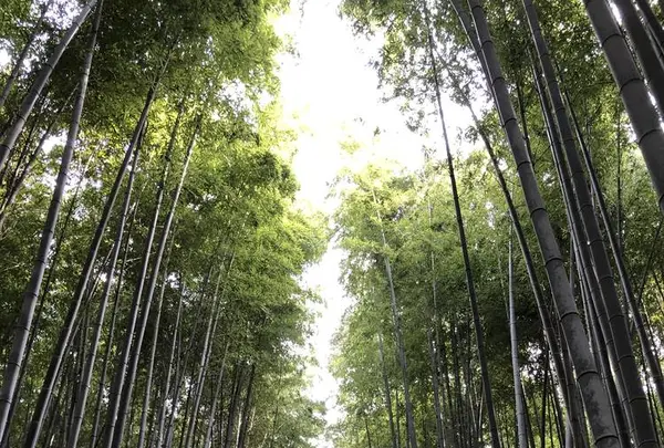 京都の写真・動画_image_513570