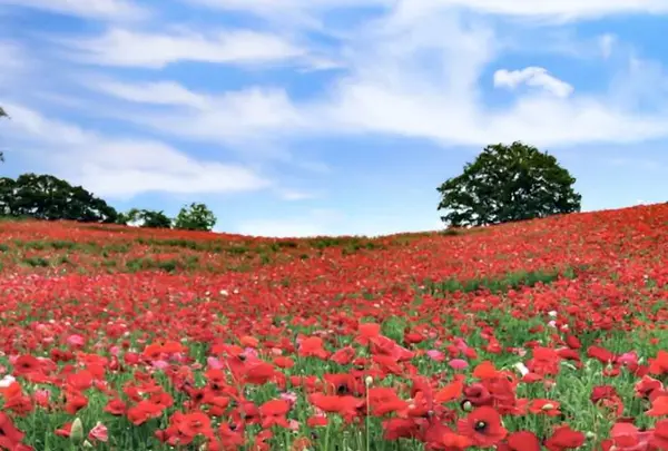 天空のポピーの写真・動画_image_513922