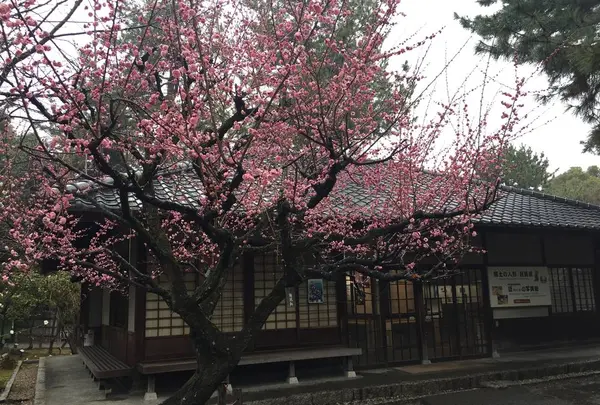 名古屋城の写真・動画_image_514940