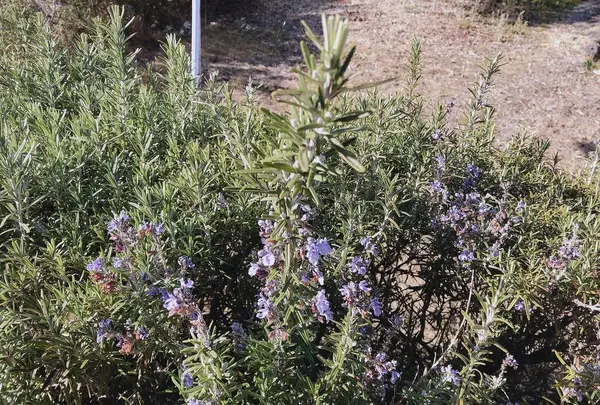 井上の写真・動画_image_517920