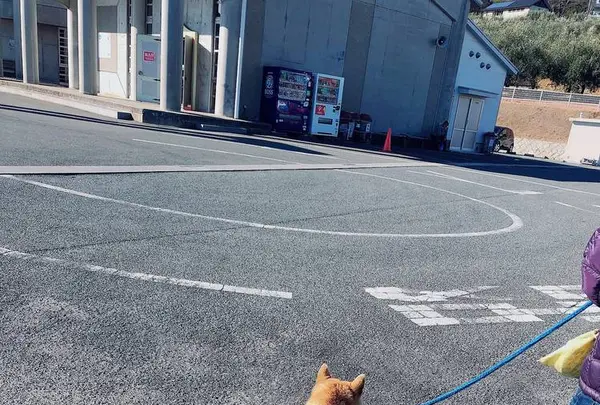 井上の写真・動画_image_517921