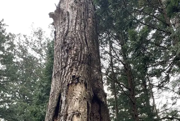 日光東照宮の写真・動画_image_518693