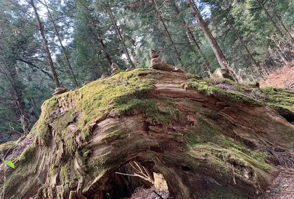 滝尾神社の写真・動画_image_518961