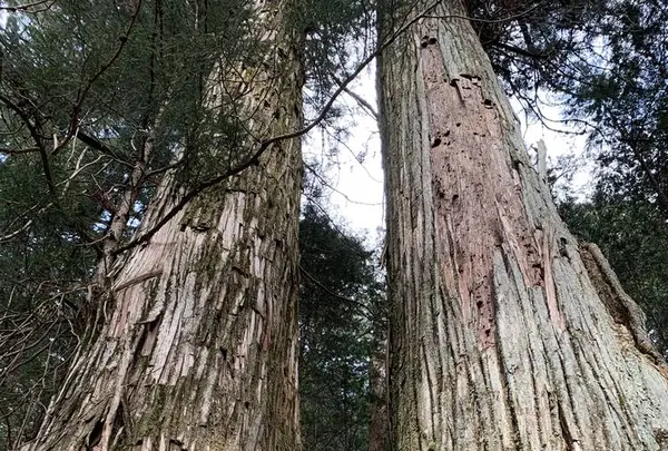 滝尾神社の写真・動画_image_518967