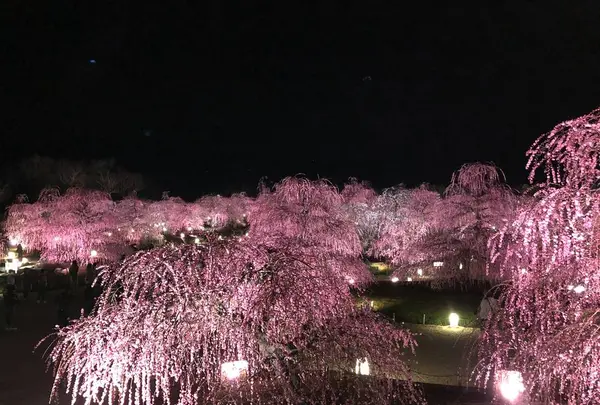 鈴鹿の森庭園の写真・動画_image_521568