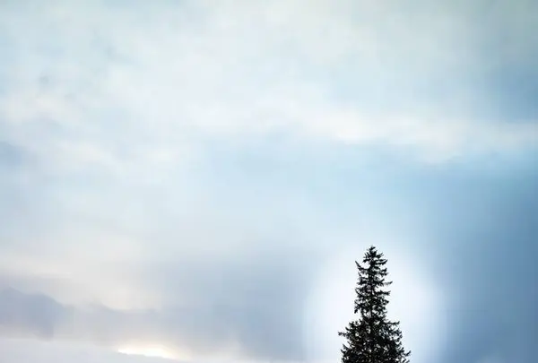 クリスマスツリーの木の写真・動画_image_522436