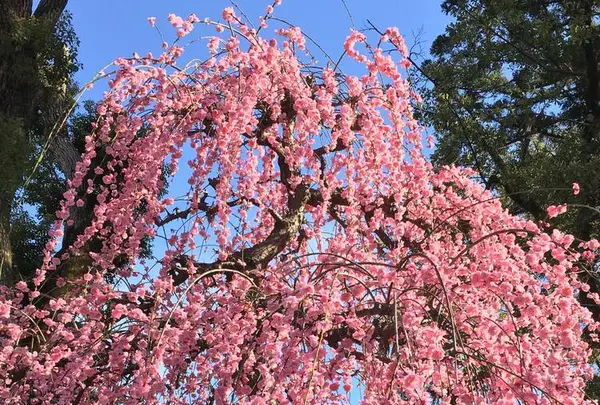 北野天満宮の写真・動画_image_525847