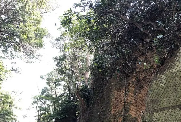 猿島の写真・動画_image_526806