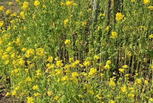 芝公園の写真・動画_image_528727