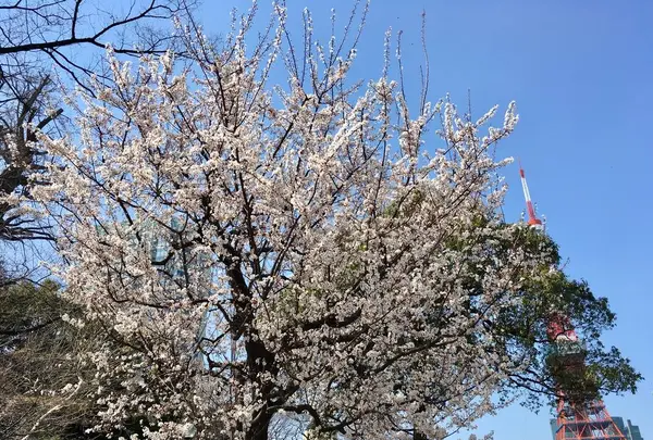 芝公園の写真・動画_image_528728