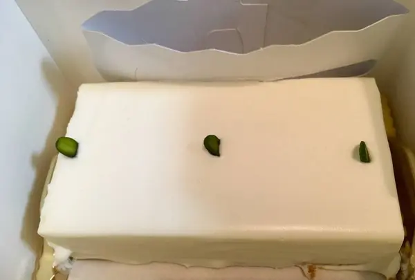 しろたえの写真・動画_image_529431