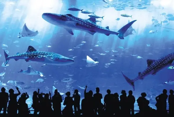 沖縄美ら海水族館