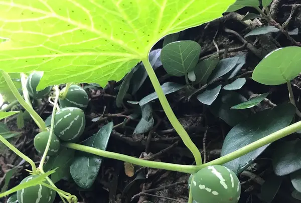 壺屋やちむん通りの写真・動画_image_530717