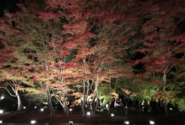 曽木公園の写真・動画_image_530851