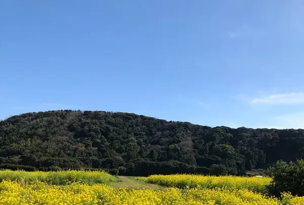 道の駅とみうら枇杷倶楽部の写真・動画_image_533011