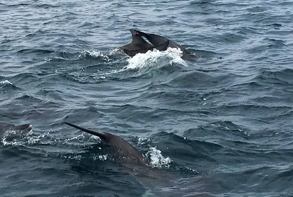 かづさイルカウオッチングの写真・動画_image_533120