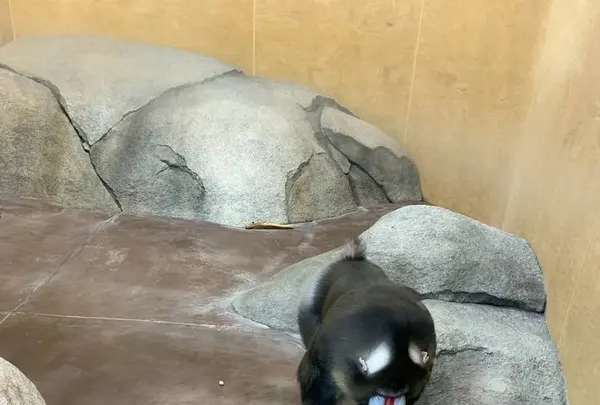 豊橋総合動植物公園 (のんほいパーク)の写真・動画_image_533579