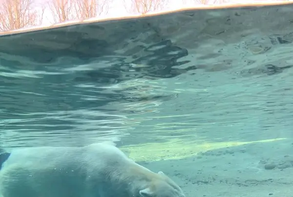 豊橋総合動植物公園 (のんほいパーク)の写真・動画_image_533581