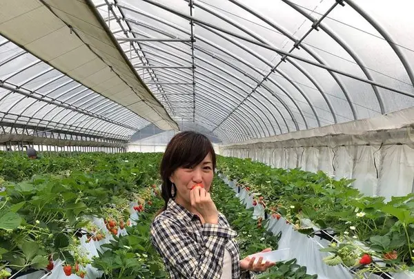 いちご狩り Mama's Berryの写真・動画_image_534996