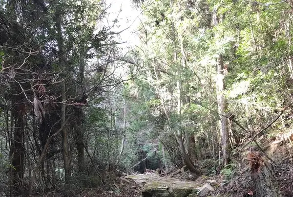 野呂山の写真・動画_image_536443