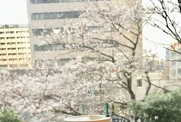 スターバックスコーヒー 愛宕グリーンヒルズ店（STARBUCKS COFFEE）の写真・動画_image_541424