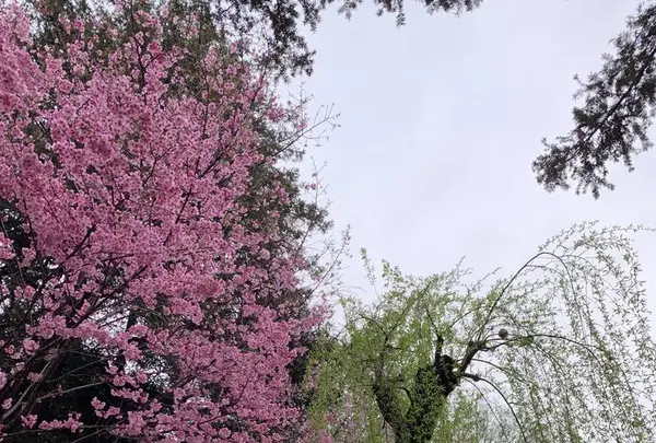 駒込富士神社の写真・動画_image_542087