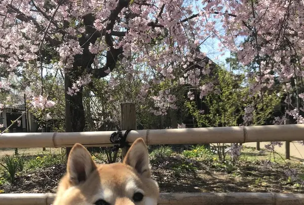 手児奈霊神堂の写真・動画_image_542770