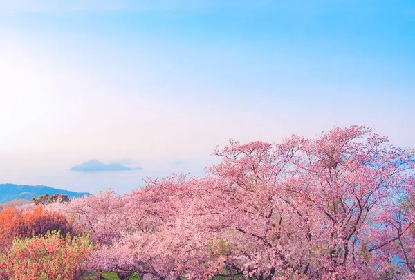 紫雲出山の写真・動画_image_544133
