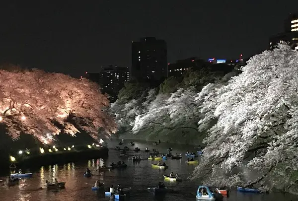 千鳥ヶ淵緑道の写真・動画_image_545063