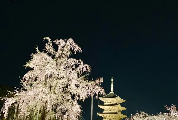 東寺（教王護国寺）の写真・動画_image_546391