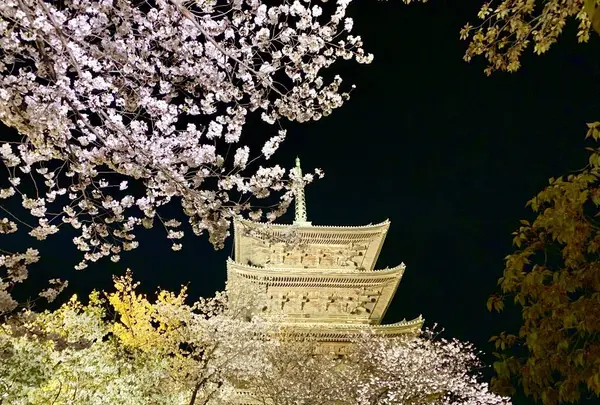 東寺（教王護国寺）の写真・動画_image_546392