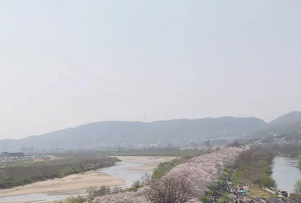 淀川河川公園背割堤地区の写真・動画_image_546747