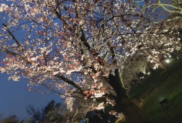 元離宮 二条城の写真・動画_image_546790