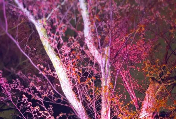 元離宮 二条城の写真・動画_image_546791