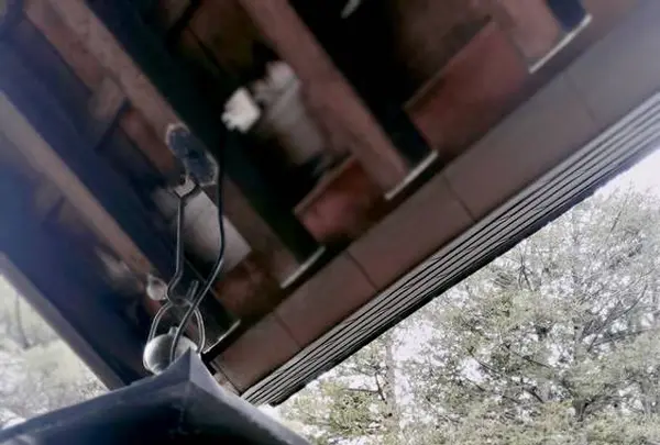 北海道神宮の写真・動画_image_547634