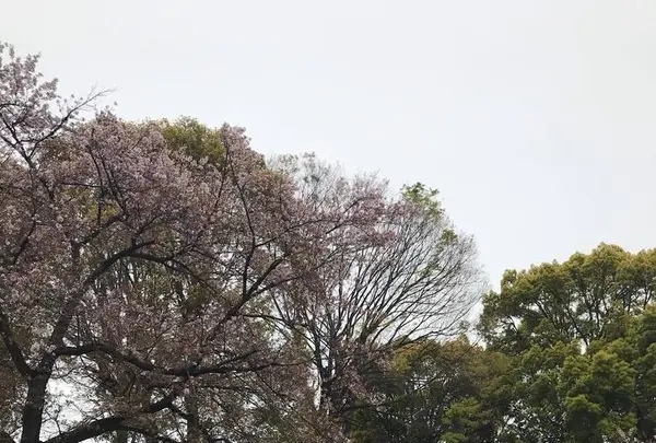 神明宮の写真・動画_image_548121