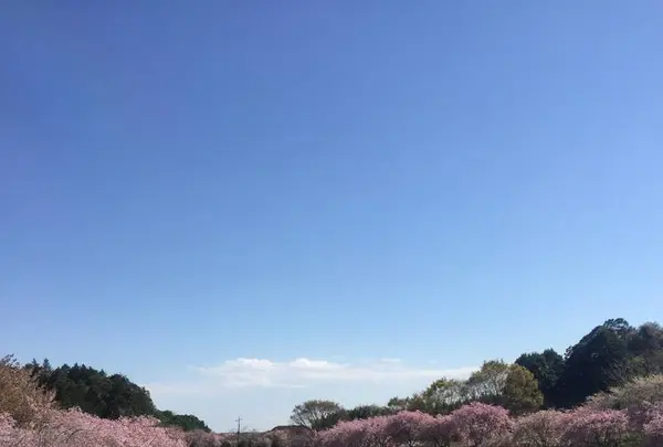 常陸風土記の丘の写真・動画_image_550273